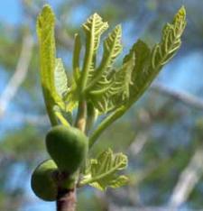 fig