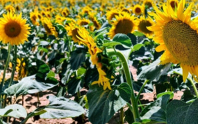 LENT 2026 - PRACTICAL CHRISTIANITY